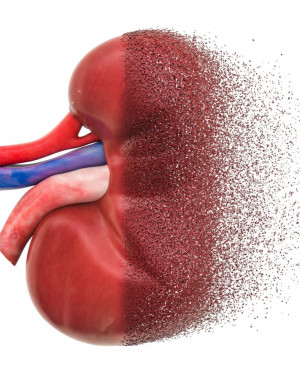 Kidney Function Test