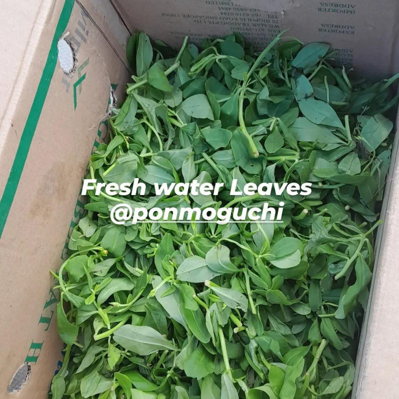 Fresh Waterleaves