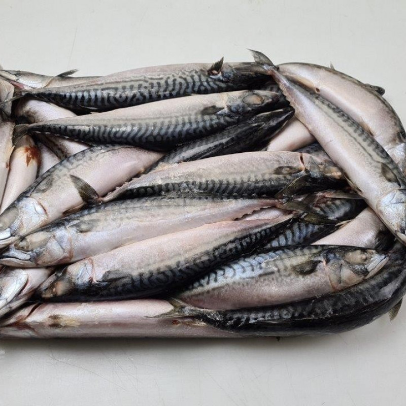 Mackerel fish (Titus) Alaran  5kg