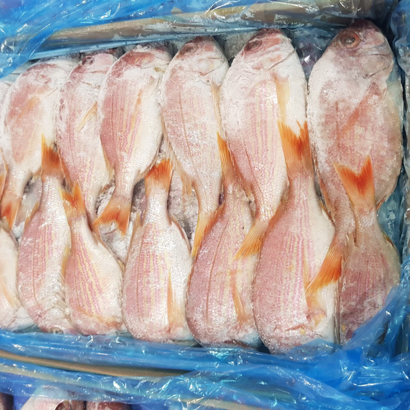 Frozen Snappers Fish