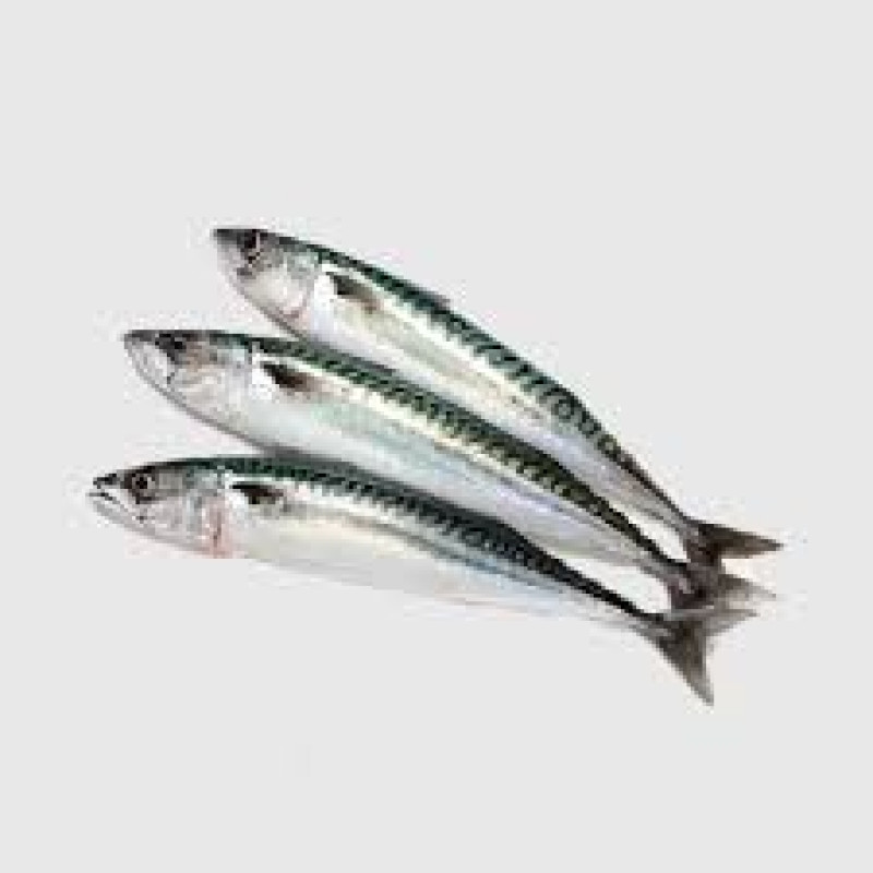 Mackerel Frozen Titus Fish Box 10kg Eja Alaran