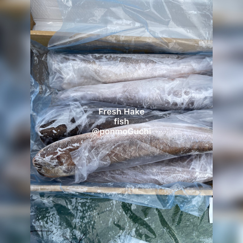 Frozen Hake Fish 10kg box