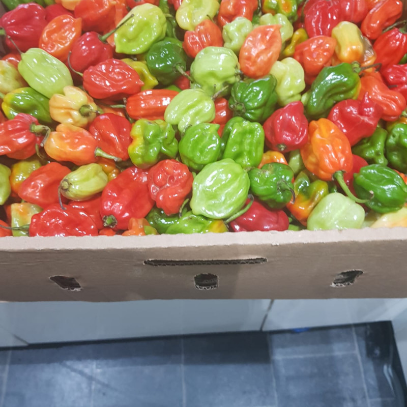 Hot Fresh Scotch Bonnet/Habanero Pepper (Ata Rodo) half box