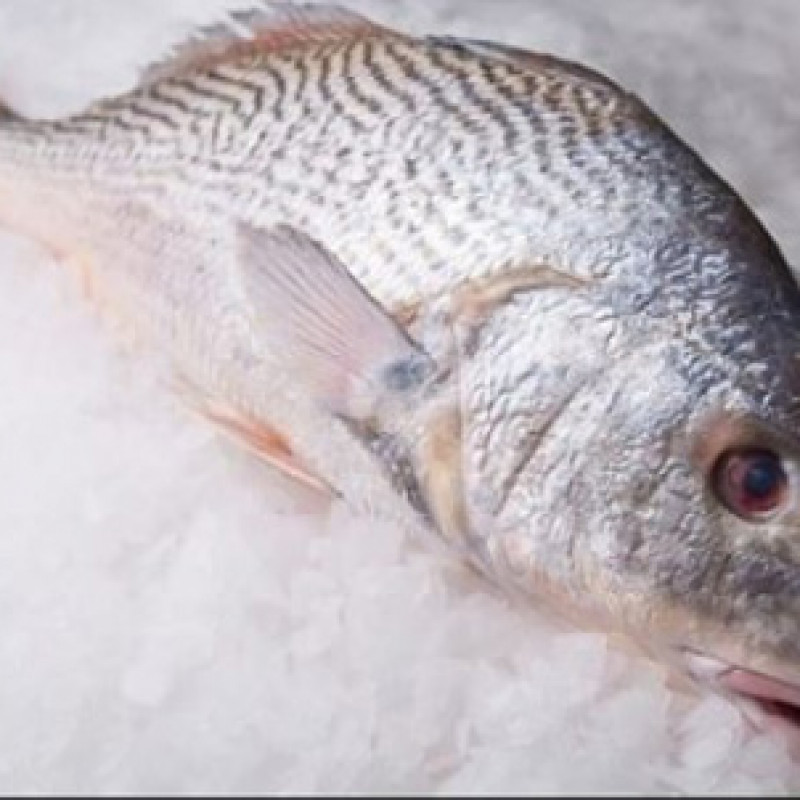 Frozen Large Croaker fish 3kg half box