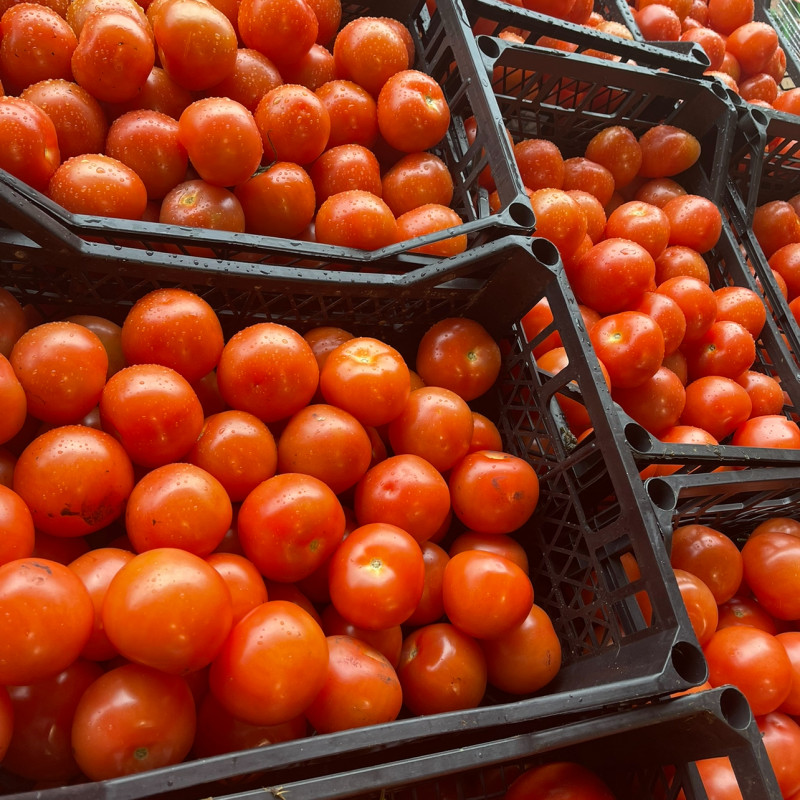 Fresh Tomato Full  Box 6KG