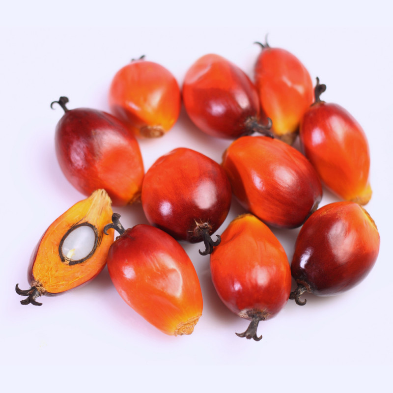 Palm Kernel seed