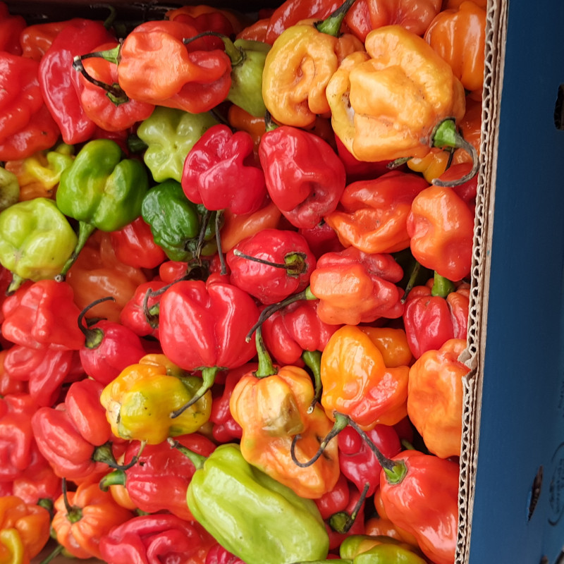 Fresh scotch bonnet small Quantity Alatarodo 300g