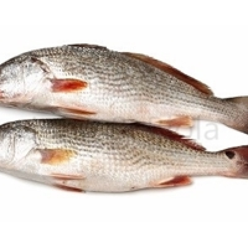 Frozen Large Croaker fish 3kg half box