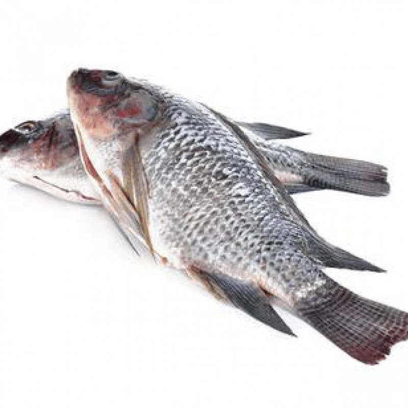 Large frozen Tilapia  whole Fish Box 5kg