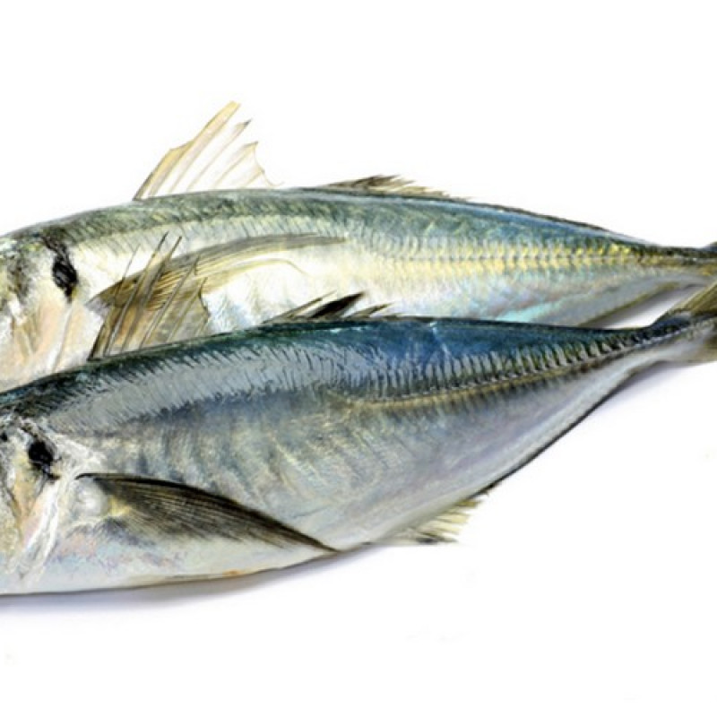 Kote fish (horse mackerel) 2kg