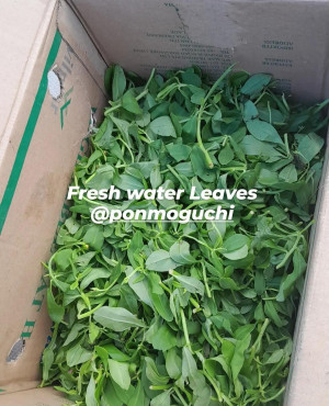 Fresh Waterleaves