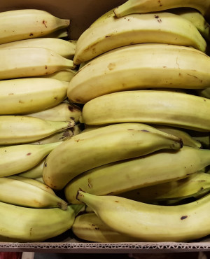 Fresh Ripe Yellow Plantain