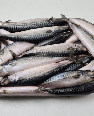 Mackerel fish (Titus) Alaran  5kg