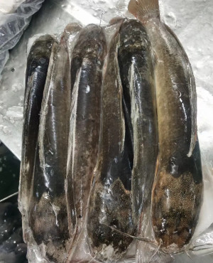 Catfish (Frozen) half box 2.5kg