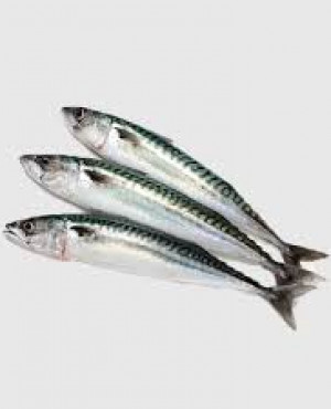 Mackerel Frozen Titus Fish Box 10kg Eja Alaran