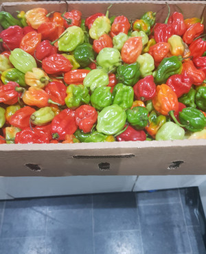 Hot Fresh Scotch Bonnet/Habanero Pepper (Ata Rodo) half box