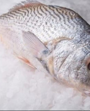 Frozen Large Croaker fish 3kg half box