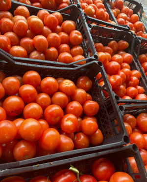 Fresh Tomato Full  Box 6KG