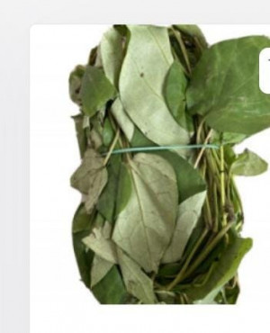 Fresh Uziza leaves