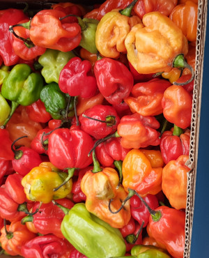 Fresh scotch bonnet small Quantity Alatarodo 300g