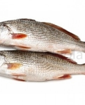 Frozen Large Croaker fish 3kg half box