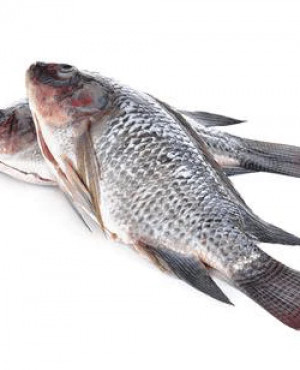 Large frozen Tilapia  whole Fish Box 5kg