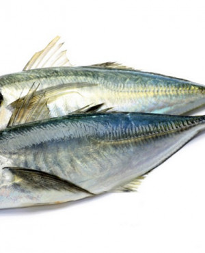 Kote fish (horse mackerel) 2kg