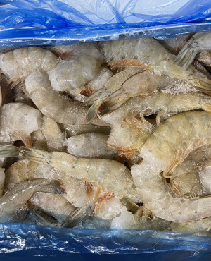 Fresh King-sized Shrimp 500g