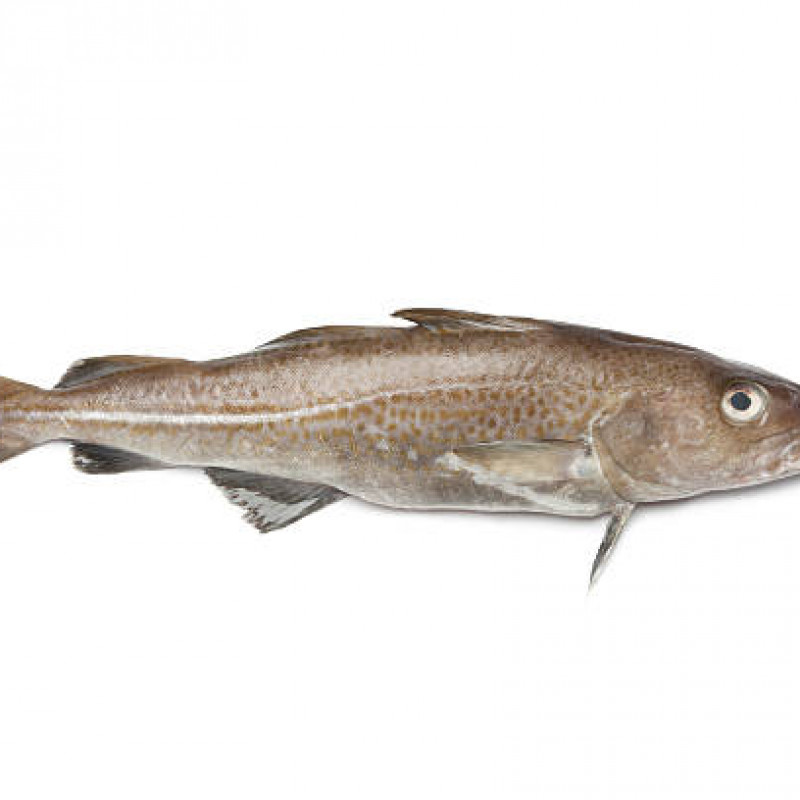 Stock fish COD whole