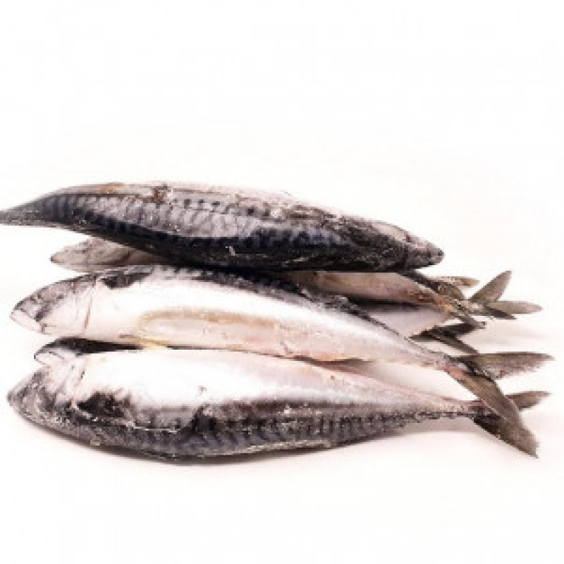 Mackerel Fish