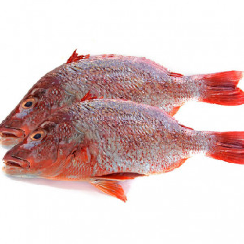 Headless Red-Bream