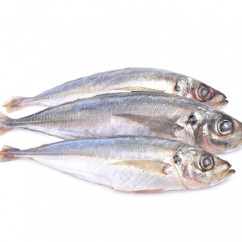 Horse Mackerel