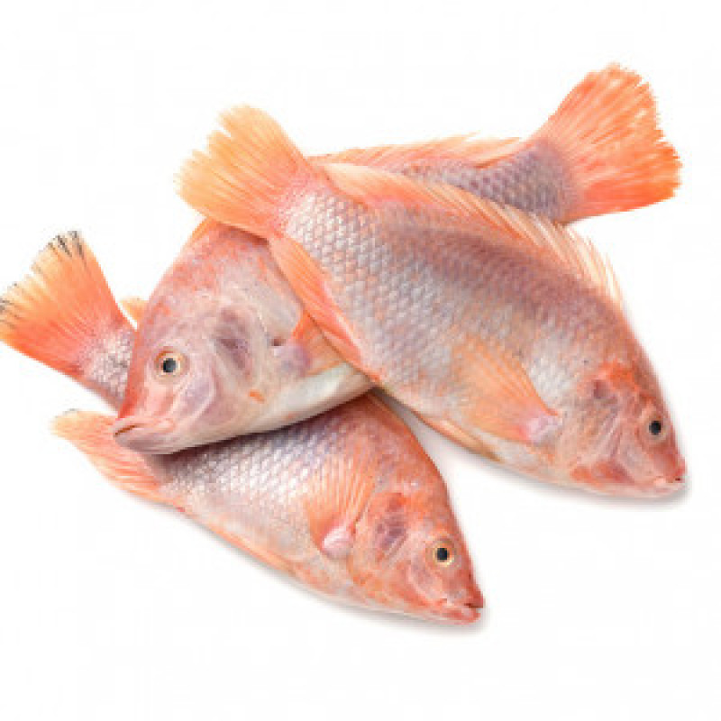 Red Tilapia Fish