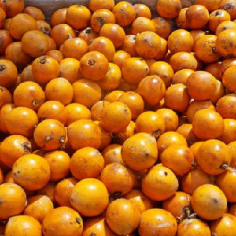 Agbalumo(StarApple)