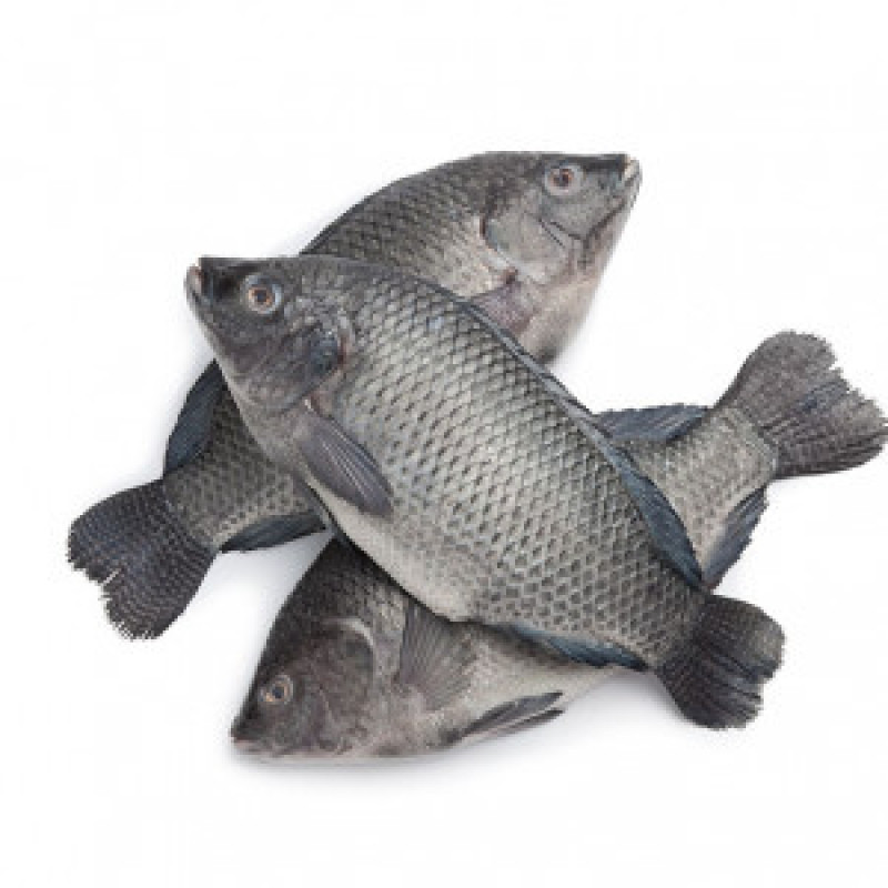 Tilapia Fish