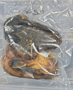 Dried Catfish