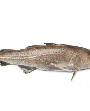 Stock fish COD whole