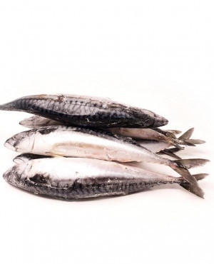 Mackerel Fish