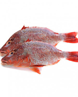 Headless Red-Bream