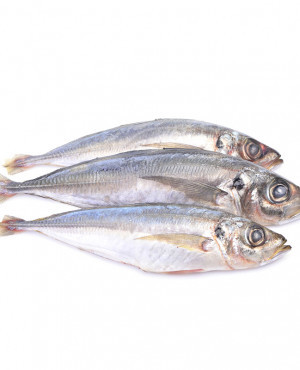 Horse Mackerel