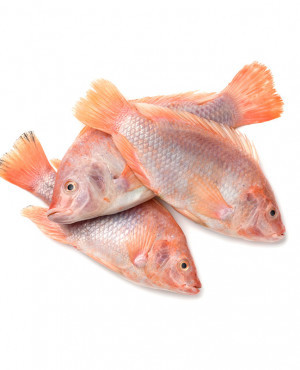 Red Tilapia Fish