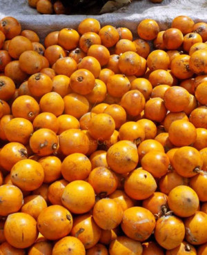 Agbalumo(StarApple)