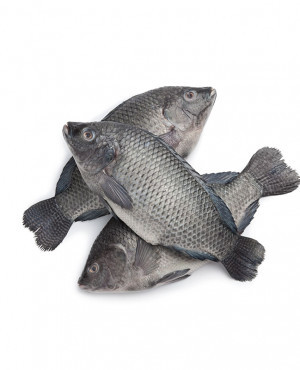 Tilapia Fish