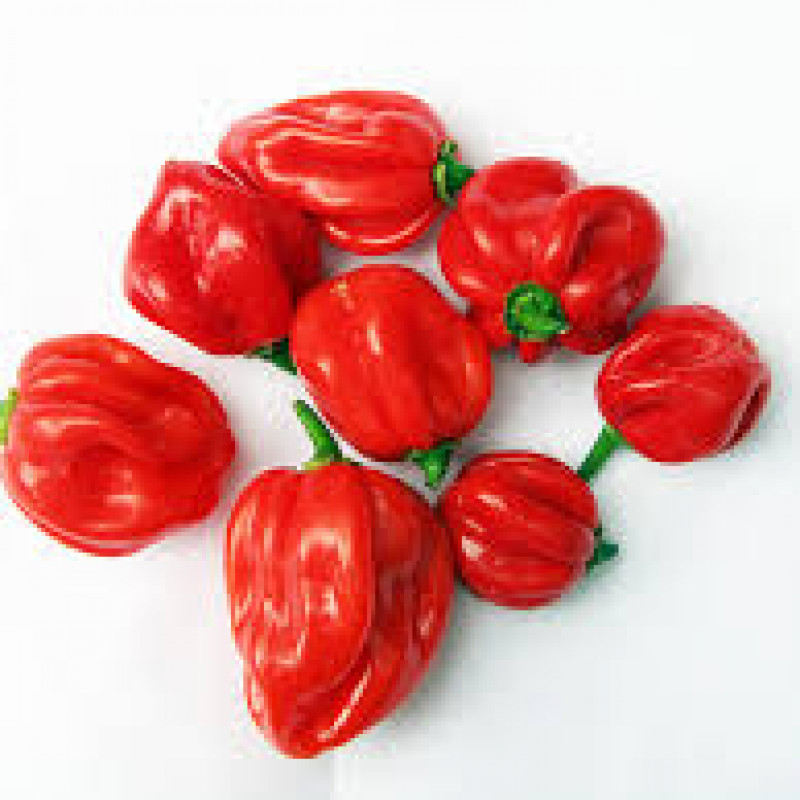 Scotch Bonnet (Rodo Pack)