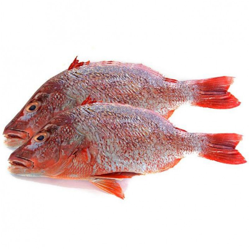 Red Bream Fish