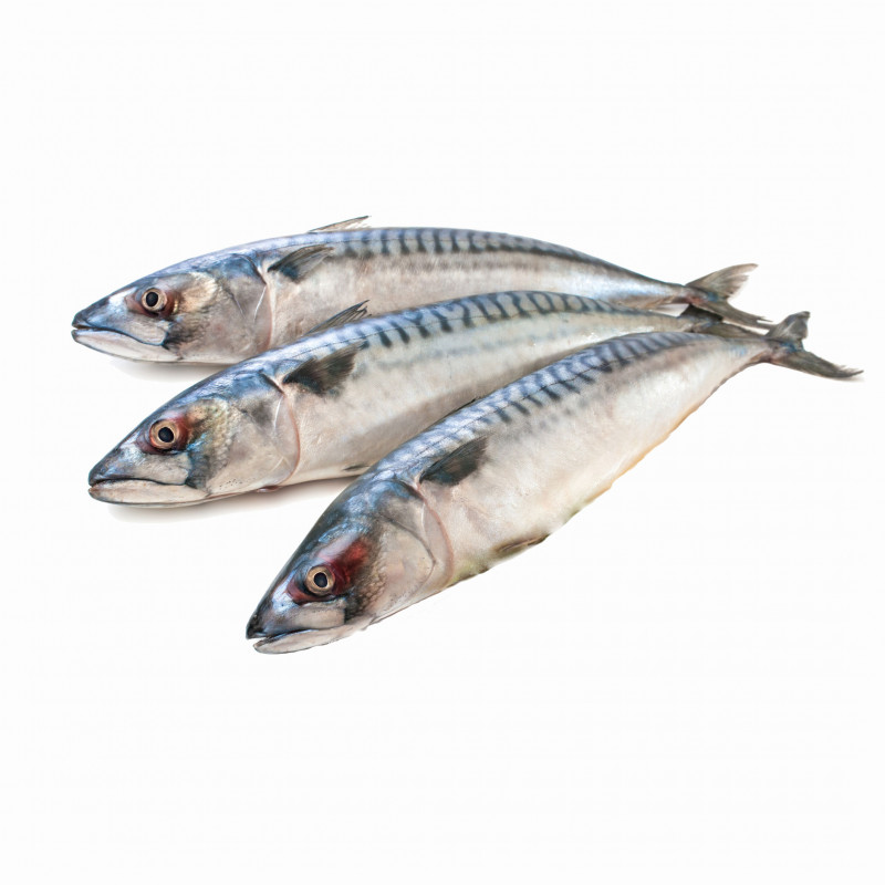 Mackerel Fish