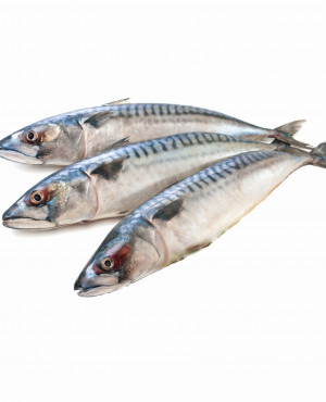 Mackerel Fish