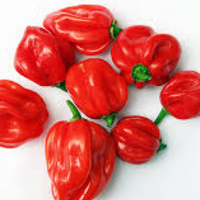 Scotch Bonnet (Rodo Pack)