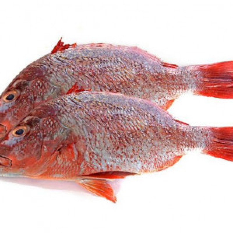 Red Bream Fish