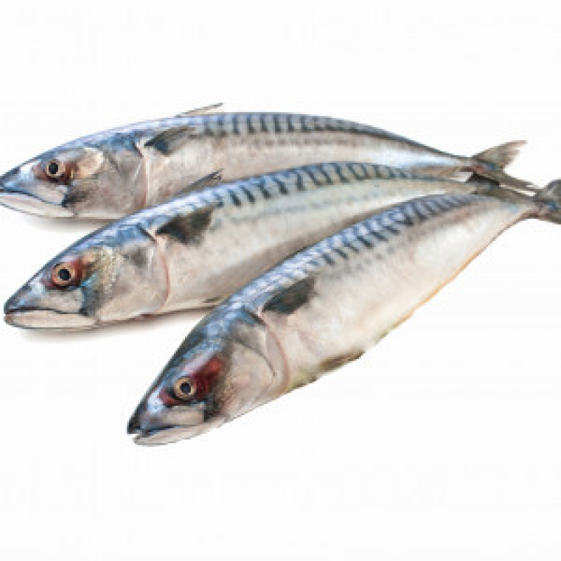 Mackerel Fish